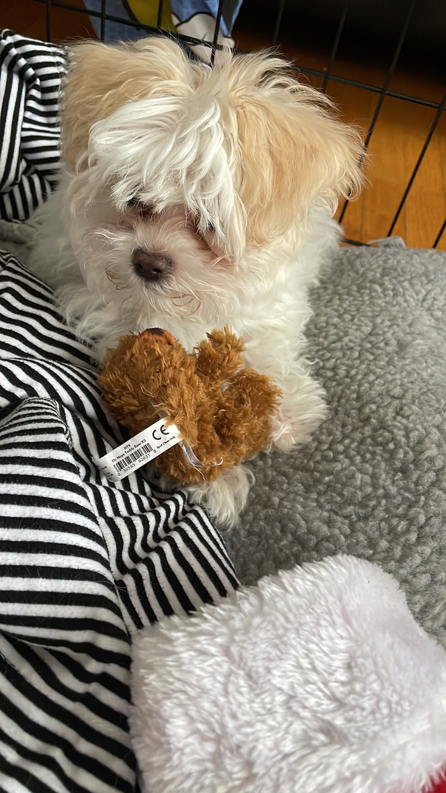 Timmy Coffee Donut Vinyl Sticker | Maltese Dog Puppy Doughnut Canadian Sticker